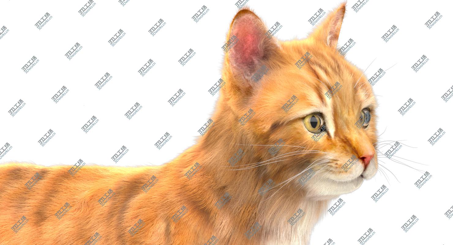 images/goods_img/2021040234/3D Yellow Cat (Fur) (Rigged)/4.jpg